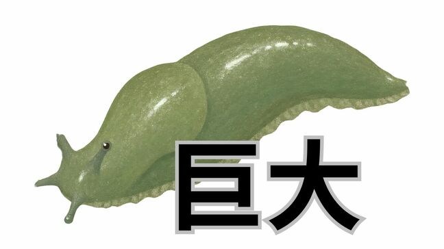 【バナナのような"巨大ナメクジ"】20センチ近くになる「ヤマナメクジ」市街地にはいないタイプ【画像閲覧注意】|TBS NEWS DIG
