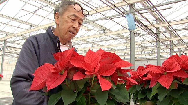 クリスマス前にポインセチアの出荷最盛期＝静岡・富士宮市|TBS NEWS DIG