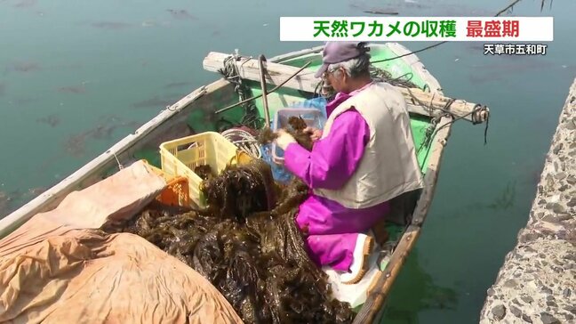 これが「天然ワカメ」の収穫方法！漁師お手製 “長さ3mの鎌ざお”活躍　熊本県天草市|TBS NEWS DIG