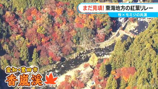 まだ見頃！紅葉を空からチェック！香嵐渓・東山動植物園・“ぎんなん生産量日本一”の町は 桜沢気象予報士×モミジ|TBS NEWS DIG