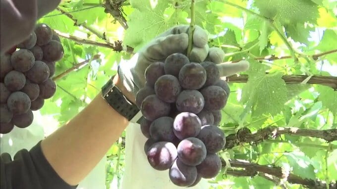 「糖度も高く、おいしい」特産・三次ピオーネ　露地栽培の収穫出荷はじまる　広島　|　RCC NEWS | 広島ニュース | RCC中国放送