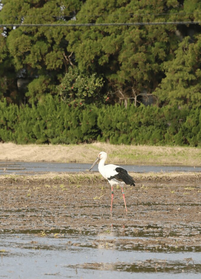 「目の前にコウノトリが…」水田でエサねらう鳥　福井からの飛来か　富山・砺波市　|　富山のニュース｜天気・防災｜チューリップテレビ