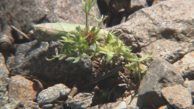 芝生に潜む“チクッ”の正体とは？ 外来植物「メリケントキンソウ」に注意　|　大分のニュース｜OBS NEWS｜大分放送