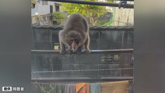 女性（50代）がサルに服を触られる　住宅の庭に出没も　山口・周南　|　山口のニュース・天気・防災｜tys NEWS｜ｔｙｓテレビ山口