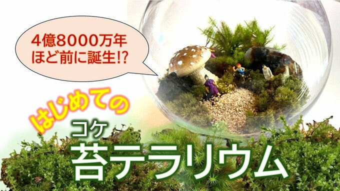 4億8000万年を生きぬくコケの魅力『苔テラリウム』が大人の趣味とし人気上昇中！ガラスの中に“緑の小宇宙”をつくる|TBS NEWS DIG