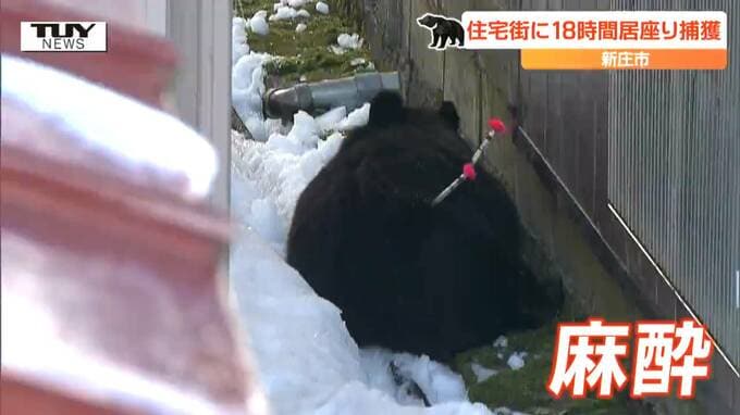 酒田市が麻酔銃を撃てずクマの逃走を許した理由は？新庄市と酒田市の対応の違いと猟銃使用の条件を担当者に聞く　熊対策の課題とは（山形）　|　山形のニュース│TUYテレビユー山形