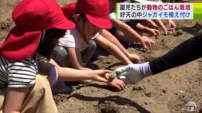 「パクパクゆっくり食べてほしい」園児が“動物のごはん”ジャガイモを植え付け　『動物さんのごはん栽培体験』　|　青森のニュース│ATV NEWS│青森テレビ