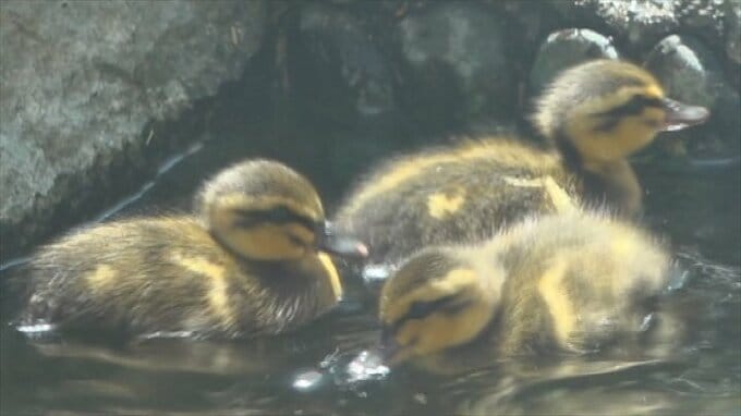 病院の中庭に今年もカルガモのヒナが誕生　|　山梨のニュース | ＵＴＹテレビ山梨