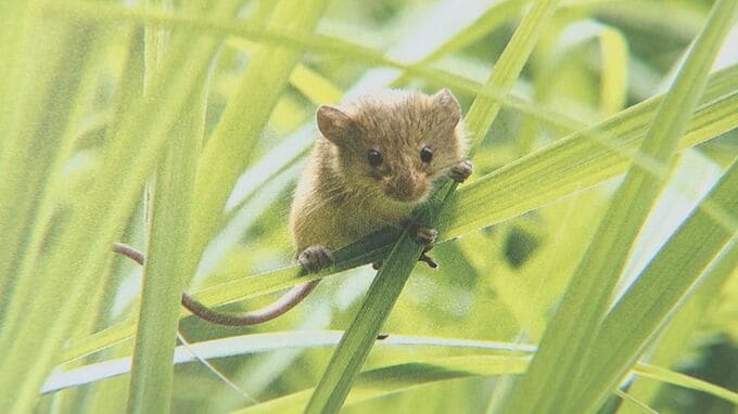 可愛すぎる「カヤネズミ」　すみか奪われ年々減少…レッドデータブック「絶滅危惧Ⅱ類」指定のところも　“日本一小さなネズミ”の生態とは？　|　BSSニュース | BSS山陰放送