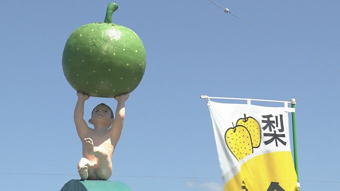 厳しい夏乗り越え甘み十分！山口特産「秋芳梨」の出荷開始　山口　|　山口のニュース・天気・防災｜tys NEWS｜ｔｙｓテレビ山口