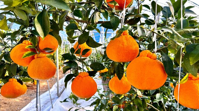 「糖度や酸味が程よい」初売りを前に『デコポンの収穫祭』　　熊本・天草市　|　熊本のニュース｜RKK NEWS｜RKK熊本放送