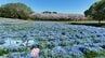 【ドローン映像】桜とネモフィラが見頃　ピンクとブルー春だけの景色　福岡市の海の中道海浜公園　|　福岡のニュース｜RKB NEWS｜RKB毎日放送