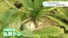 今が旬！伝統野菜「弘岡かぶ」漬物生産が盛ん　|　高知のニュース・天気｜KUTV NEWS | KUTVテレビ高知