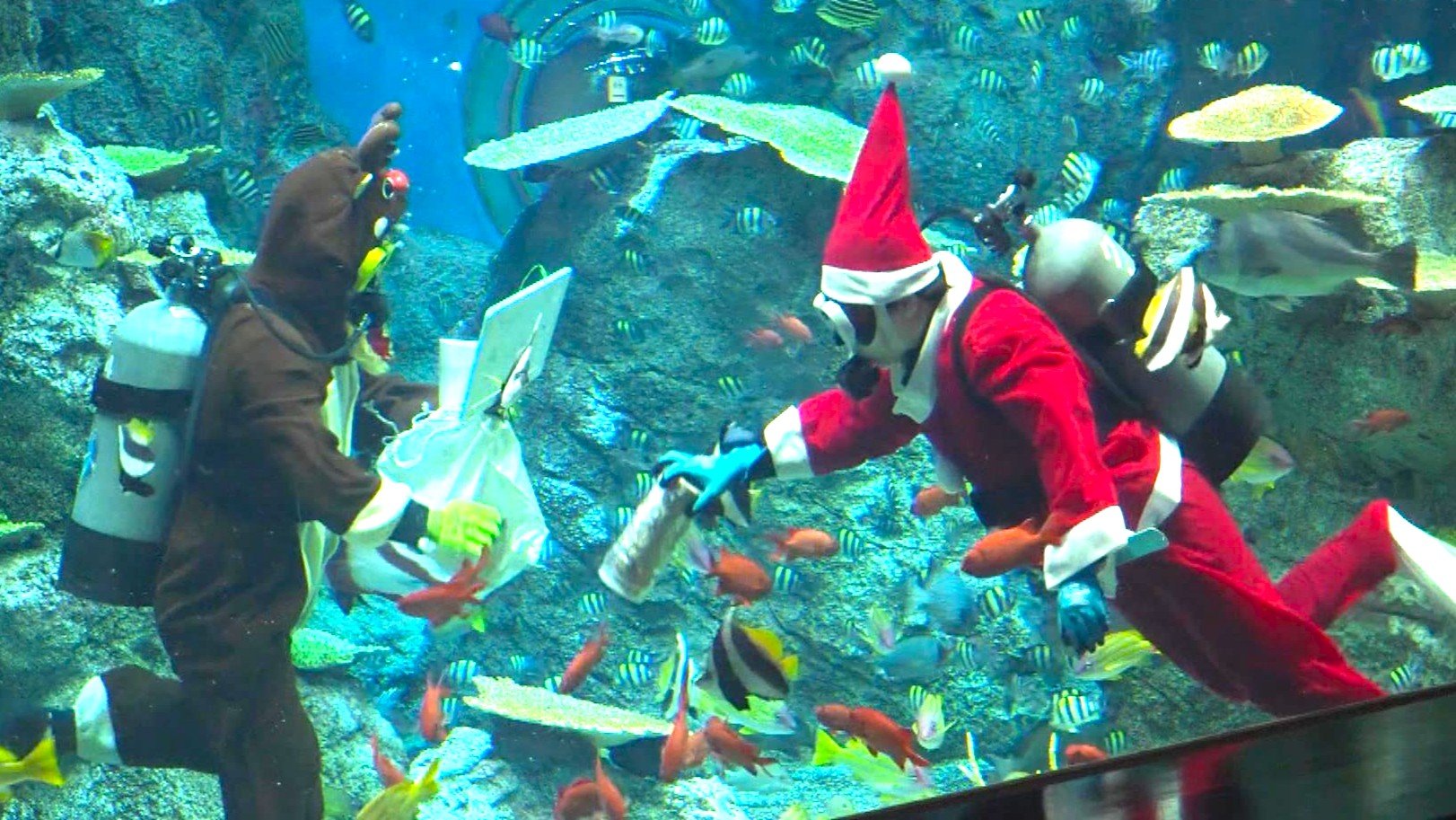 夜の水族館に“ダイバーサンタ”登場、水槽内で魚にエサやり＆観客と