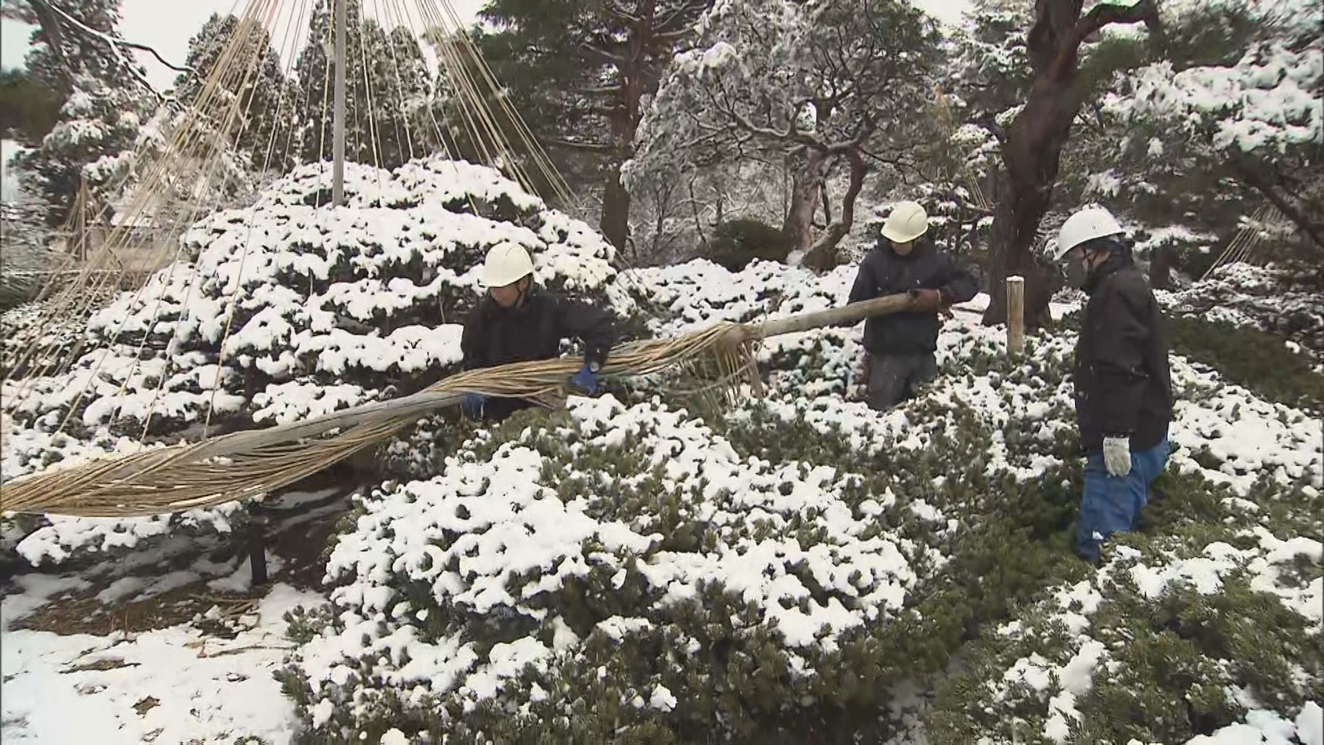 これから会津の春を見て」雪の重みから枝守る“雪吊り”撤去 会津若松市
