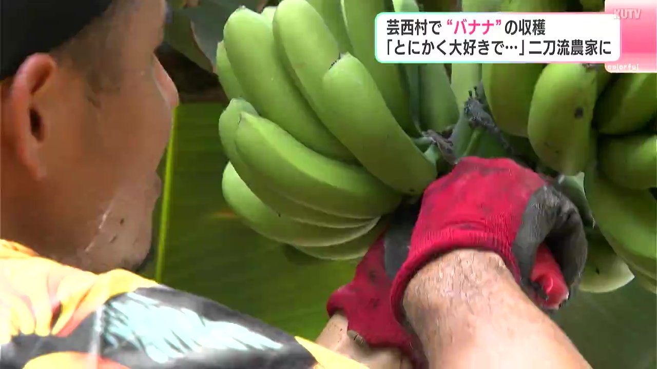 とにかく大好きで」二刀流農家に 高知県芸西村で“バナナ”の収穫 | 高知