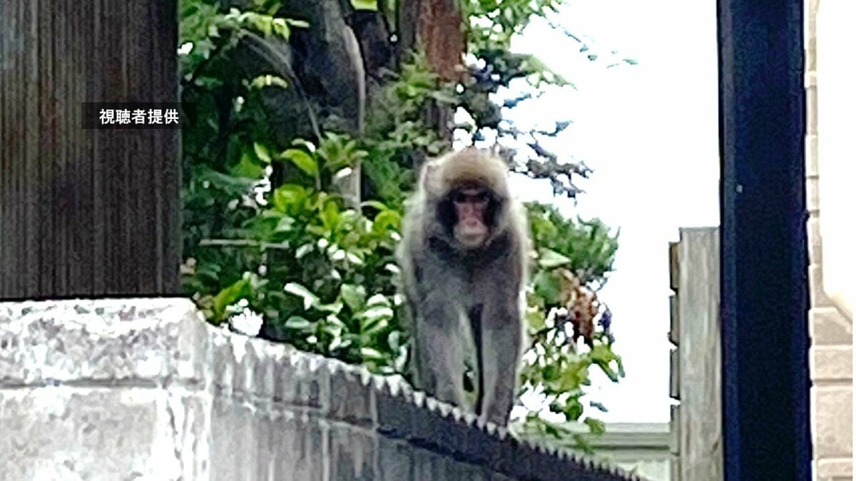 青森市中心部の住宅街にまたも「サル」 電柱から付近を見渡すような