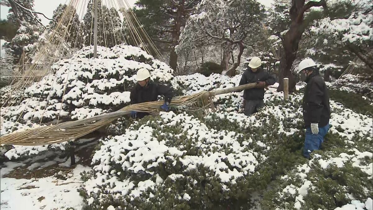 これから会津の春を見て」雪の重みから枝守る“雪吊り”撤去 会津若松市