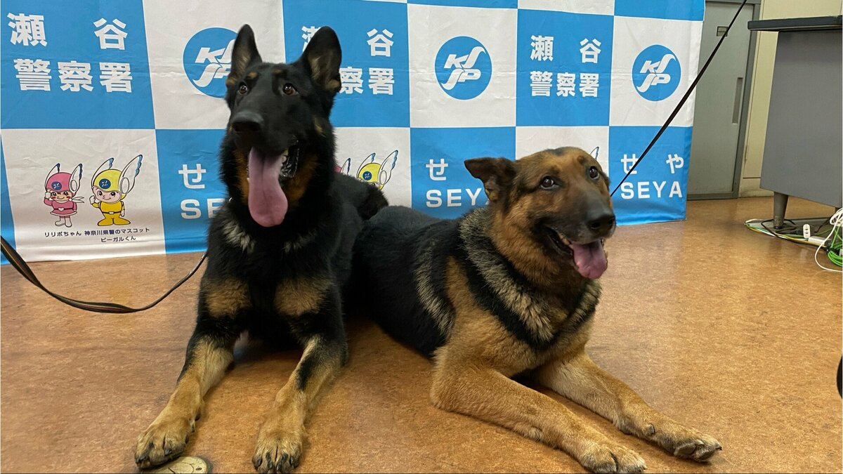 わずか20分で行方不明者を発見 お手柄警察犬を表彰 神奈川県警瀬谷警察