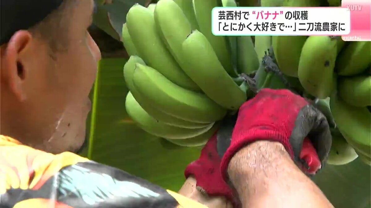とにかく大好きで」二刀流農家に 高知県芸西村で“バナナ”の収穫 | 高知