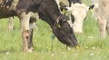 初夏の風物詩　牧場で預託放牧　県内の畜産農家から約350頭を預かり放牧　山梨県立八ヶ岳牧場|TBS NEWS DIG
