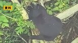 【地図あり】山形市の工業団地でクマのような動物目撃 市が注意よびかけ|TBS NEWS DIG