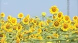 約100万本が咲き誇る　都城市の畑でヒマワリが見ごろ|TBS NEWS DIG