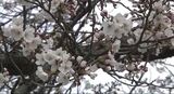 【信州の桜】飯山城址公園でサクラが開花　平年より１週間ほど早く…7日から桜まつりも|TBS NEWS DIG