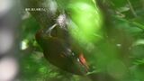 “赤ヘル”がトレードマーク ノグチゲラの生息域南へ拡大か 名護岳でオス1羽を確認 繁殖へ吉兆|TBS NEWS DIG