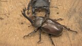夏の昆虫対決!クワガタVSカブトムシの相撲大会 強いのはどっち?富山・小矢部市|TBS NEWS DIG