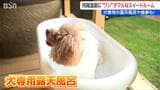 月岡温泉に“ワン”ダフルなスイートルーム 犬専用の露天ぶろや食事も「片時も離れることなく愛犬との旅行を」新潟・新発田市 | 新潟のニュース・天気|BSN NEWS|BSN新潟放送