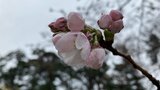 弘前公園　園内のサクラが最も早い開花　青森県弘前市|TBS NEWS DIG