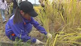 「おにぎり楽しみ！」小学生が稲刈りを体験学習　地域住民がサポート　山梨市|TBS NEWS DIG