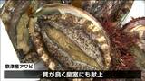 「刺身とバター炒めで食べる」わずか20分で売り切れ 歌津特産のアワビ格安販売 宮城・南三陸町|TBS NEWS DIG