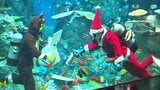 夜の水族館に“ダイバーサンタ”登場、水槽内で魚にエサやり＆観客とじゃんけん【高知・土佐清水】|TBS NEWS DIG