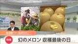 “幻のメロン”「クールボジャ」最後の収穫 震災乗り越え栽培も“高齢化”に勝てず 「生きる糧と心の支え」だった | 宮城のニュース│tbc NEWS│tbc東北放送