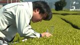 生育は良好も摘採時期は前年より1~2日程度遅いか 静岡県内一番茶生育調査 JA静岡経済連が結果公表|TBS NEWS DIG
