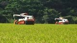 新米の買取価格が去年より約2割下落か　在庫高水準でだぶつく状況が要因のひとつ　コメ店「大規模だと億単位で赤字が出る」　|　鹿児島のニュース｜MBC NEWS｜南日本放送