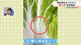 ハクサイの「黒い点」正体は?病気やカビではありません!【市場で旬みっけ!】 | 福島のニュース│TUF