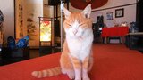 「会ってみたい!宿の看板ねこランキング2024」全国1位!のネコ 山中湖の旅館に | 山梨のニュース | UTYテレビ山梨