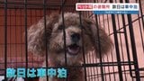 地震でペットも被災「最初はご飯食べなくて」　熊本県で30日間の一時預かり始まる　2026年熊本地震|TBS NEWS DIG