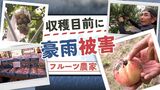 嘆息「これから収穫期だったのに…」ブドウに桃　豪雨被災地はフルーツの産地　|　福岡のニュース｜RKB NEWS｜RKB毎日放送