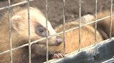 「めちゃめちゃかわいい!」盛岡市動物公園ZOOMOで4月に誕生したニホンアナグマの赤ちゃん公開|TBS NEWS DIG