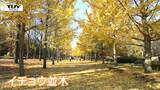 一面が黄色の絨毯に! 全長200メールを超えるこの時期だけの絶景スポット!(山形・天童市) | 山形のニュース│TUYテレビユー山形