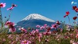 初冠雪の富士山と“共演”!裾野市のコスモス畑が見頃 残暑で開花遅れ=静岡【くるちゃんさんぽ】 | 静岡のニュース | SBSNEWS | 静岡放送