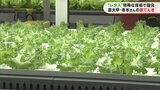 土が・・・ない！特殊な技術でレタス栽培　苦み、えぐみをカット【農てんき】|TBS NEWS DIG