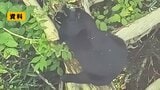 【地図あり】山形市の工業団地でクマのような動物目撃 市が注意よびかけ|TBS NEWS DIG