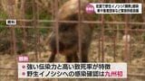 佐賀県で野生イノシシが"豚熱"感染 宮崎県や畜産団体などが緊急の防疫会議 | MRTニュース | MRT宮崎放送