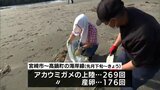 アカウミガメの産卵場所を守ろう 宮崎市の海岸で動物園の職員などが清掃活動 | MRTニュース | MRT宮崎放送