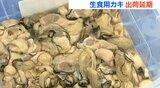 「寒くなってからの出荷がいいのかなという考えが今のところ多い」生食カキの出荷10月7日以降に延期へ海水温の上昇で生育に遅れ 宮城|TBS NEWS DIG